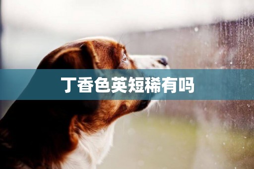 丁香色英短稀有嗎