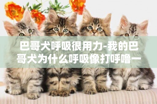 巴哥犬呼吸很用力-我的巴哥犬為什么呼吸像打呼嚕一樣？