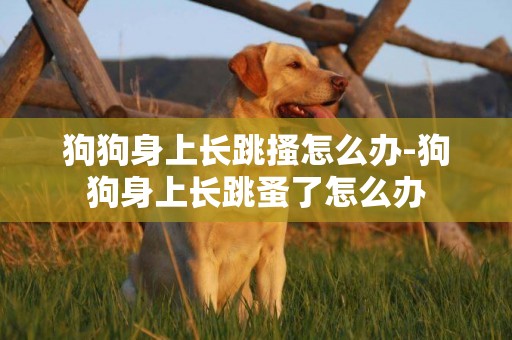 狗狗身上長跳搔怎么辦-狗狗身上長跳蚤了怎么辦