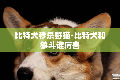 比特犬秒殺野貓-比特犬和狼斗誰厲害