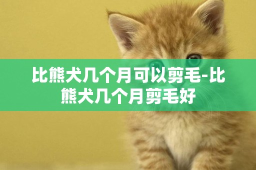 比熊犬幾個月可以剪毛-比熊犬幾個月剪毛好