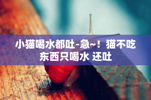 小貓喝水都吐-急~！貓不吃東西只喝水 還吐