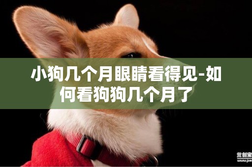 小狗幾個月眼睛看得見-如何看狗狗幾個月了