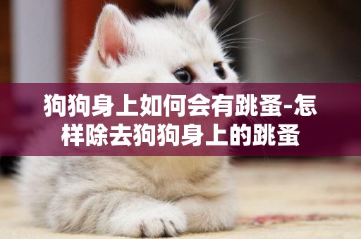 狗狗身上如何會有跳蚤-怎樣除去狗狗身上的跳蚤