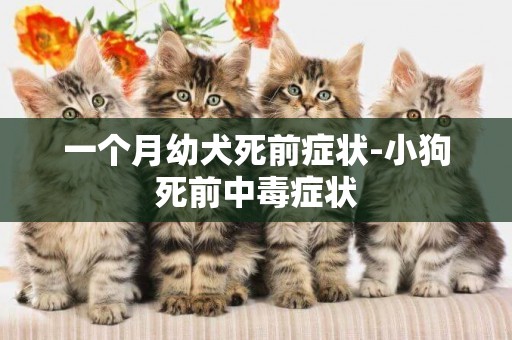 一個月幼犬死前癥狀-小狗死前中毒癥狀