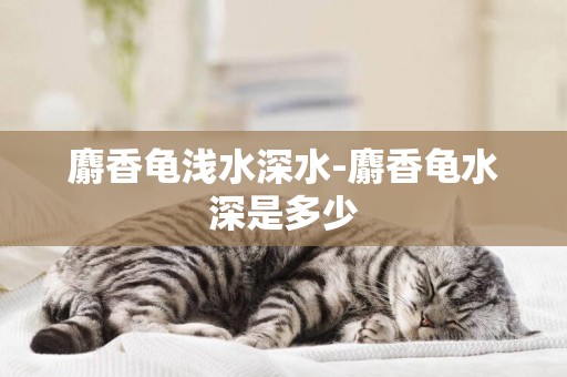 麝香龜淺水深水-麝香龜水深是多少