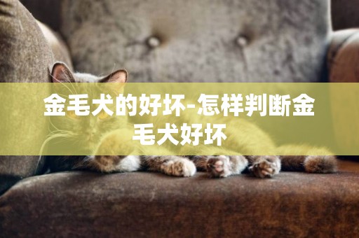 金毛犬的好壞-怎樣判斷金毛犬好壞