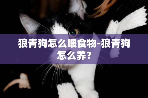 狼青狗怎么喂食物-狼青狗怎么養？