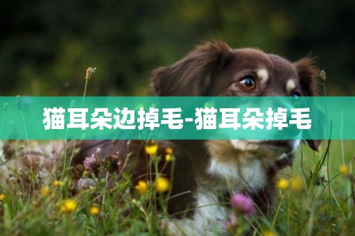 貓耳朵邊掉毛-貓耳朵掉毛