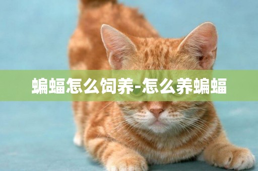 蝙蝠怎么飼養-怎么養蝙蝠
