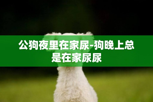 公狗夜里在家尿-狗晚上總是在家尿尿