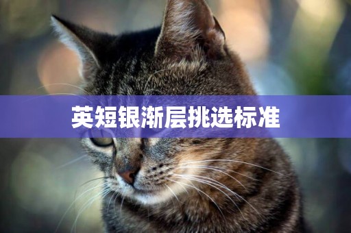 英短銀漸層挑選標準