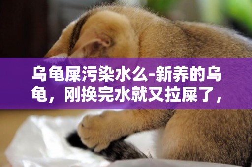 烏龜屎污染水么-新養的烏龜，剛換完水就又拉屎了，水很臟，還要換水嗎？老換水是不是對龜不好？