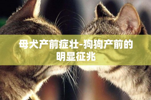 母犬產前癥壯-狗狗產前的明顯征兆