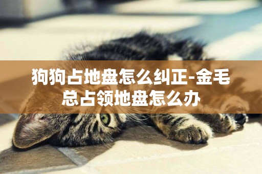 狗狗占地盤怎么糾正-金毛總占領地盤怎么辦
