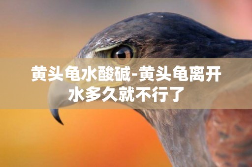 黃頭龜水酸堿-黃頭龜離開水多久就不行了