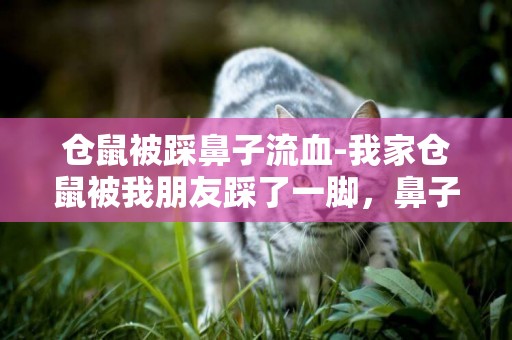 倉鼠被踩鼻子流血-我家倉鼠被我朋友踩了一腳，鼻子和嘴里都流血了，怎么辦？
