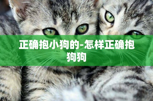 正確抱小狗的-怎樣正確抱狗狗
