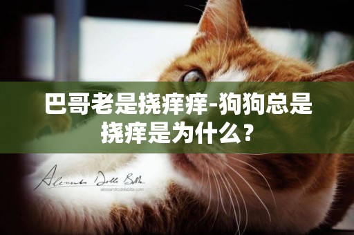 巴哥老是撓癢癢-狗狗總是撓癢是為什么？