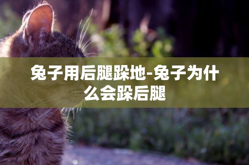 兔子用后腿跺地-兔子為什么會跺后腿