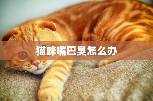 貓咪嘴巴臭怎么辦