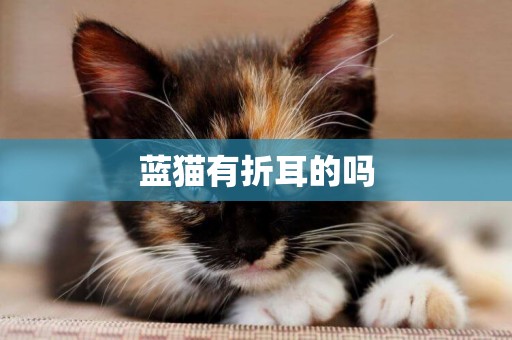 藍貓有折耳的嗎
