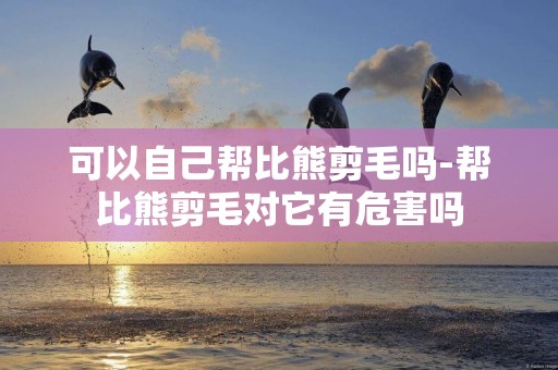 可以自己幫比熊剪毛嗎-幫比熊剪毛對它有危害嗎