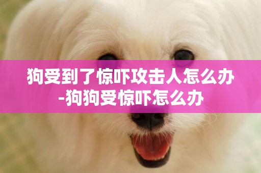 狗受到了驚嚇攻擊人怎么辦-狗狗受驚嚇怎么辦