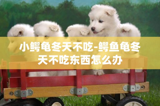 小鱷龜冬天不吃-鱷魚龜冬天不吃東西怎么辦