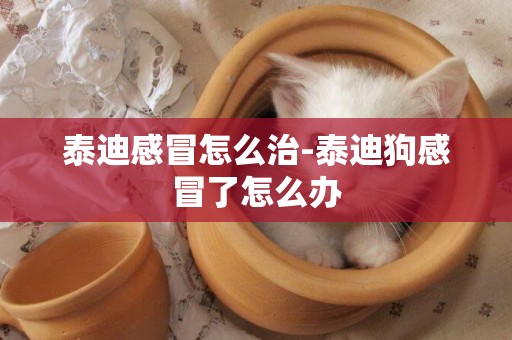 泰迪感冒怎么治-泰迪狗感冒了怎么辦