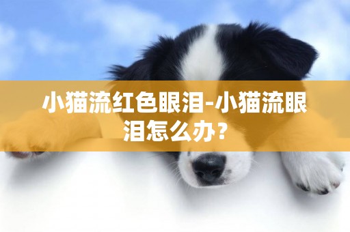 小貓流紅色眼淚-小貓流眼淚怎么辦？