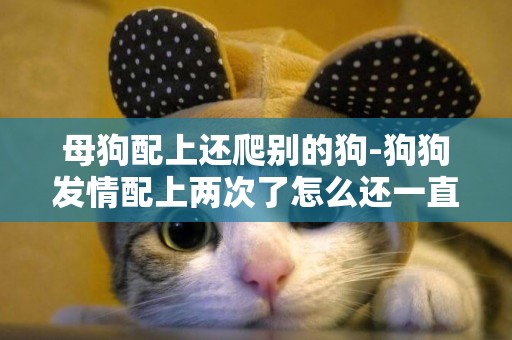 母狗配上還爬別的狗-狗狗發情配上兩次了怎么還一直讓狗狗爬
