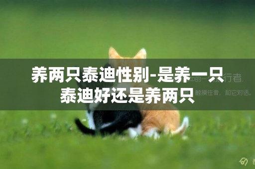 養兩只泰迪性別-是養一只泰迪好還是養兩只