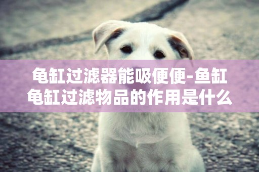 龜缸過濾器能吸便便-魚缸龜缸過濾物品的作用是什么？