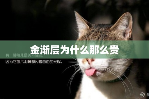 金漸層為什么那么貴