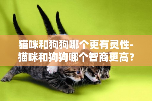 貓咪和狗狗哪個更有靈性-貓咪和狗狗哪個智商更高？