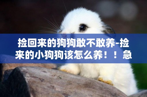 撿回來的狗狗敢不敢養-撿來的小狗狗該怎么養！！急！
