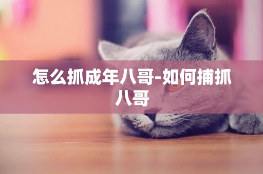 怎么抓成年八哥-如何捕抓八哥