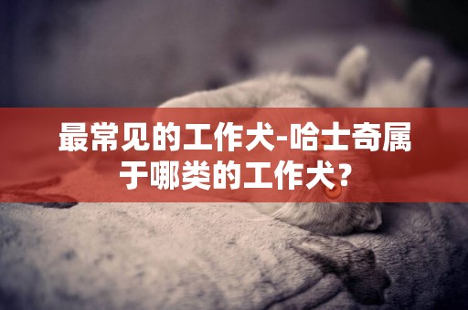 最常見的工作犬-哈士奇屬于哪類的工作犬？