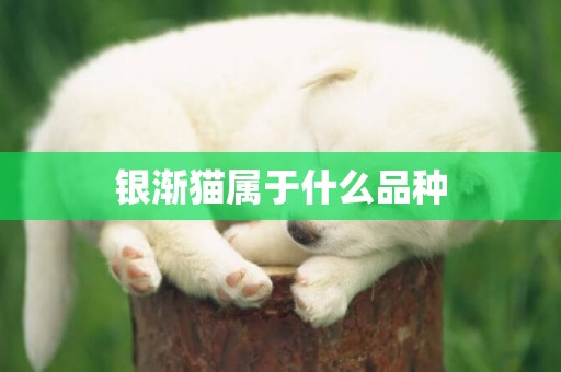 銀漸貓屬于什么品種