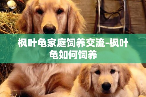 楓葉龜家庭飼養交流-楓葉龜如何飼養