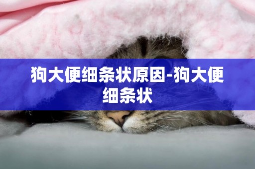 狗大便細條狀原因-狗大便細條狀
