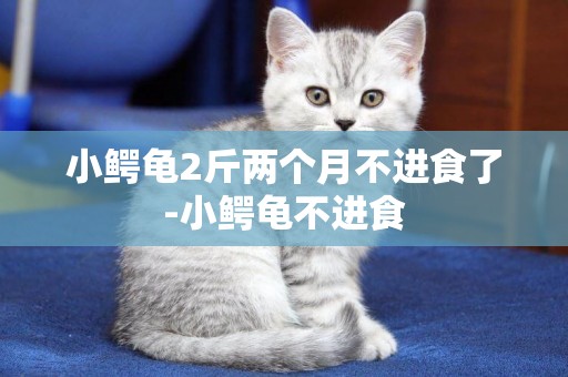 小鱷龜2斤兩個月不進食了-小鱷龜不進食