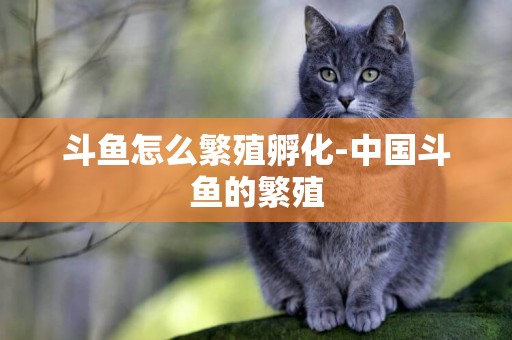 斗魚怎么繁殖孵化-中國斗魚的繁殖