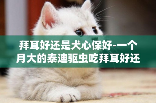 拜耳好還是犬心保好-一個月大的泰迪驅蟲吃拜耳好還是犬心保好