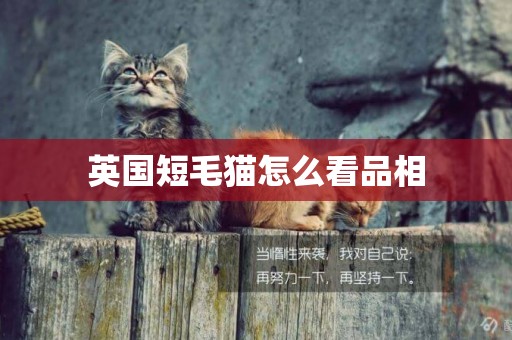 英國短毛貓怎么看品相