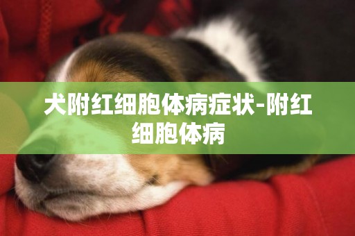 犬附紅細胞體病癥狀-附紅細胞體病