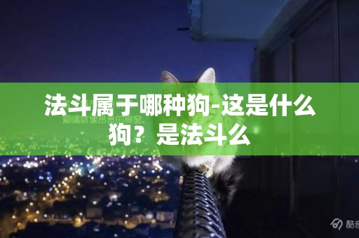 法斗屬于哪種狗-這是什么狗？是法斗么