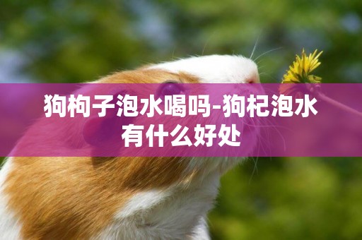 狗枸子泡水喝嗎-狗杞泡水有什么好處