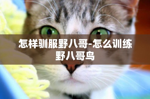 怎樣馴服野八哥-怎么訓練野八哥鳥